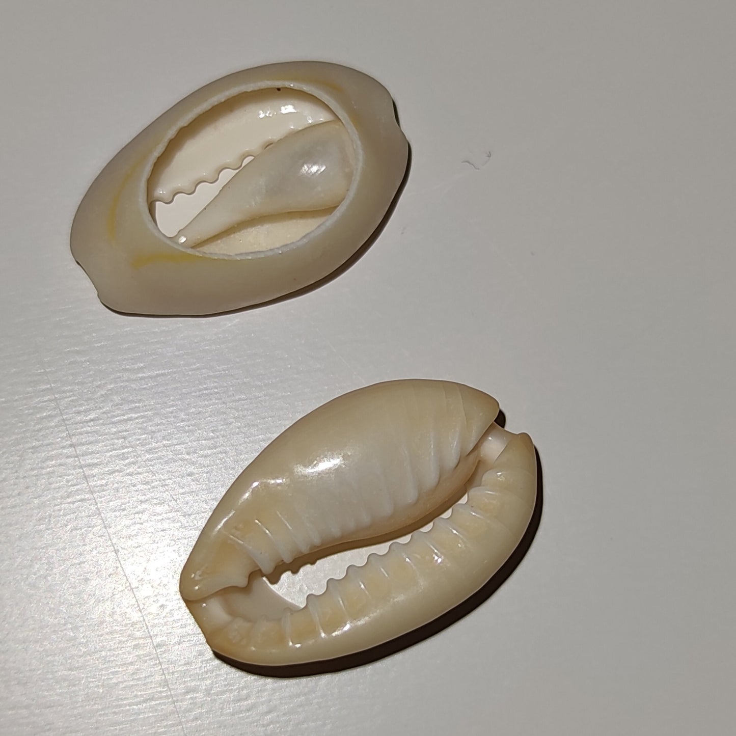 Cauris commande à l'unité - coquillages naturels beige blanc brun-SQ4854282