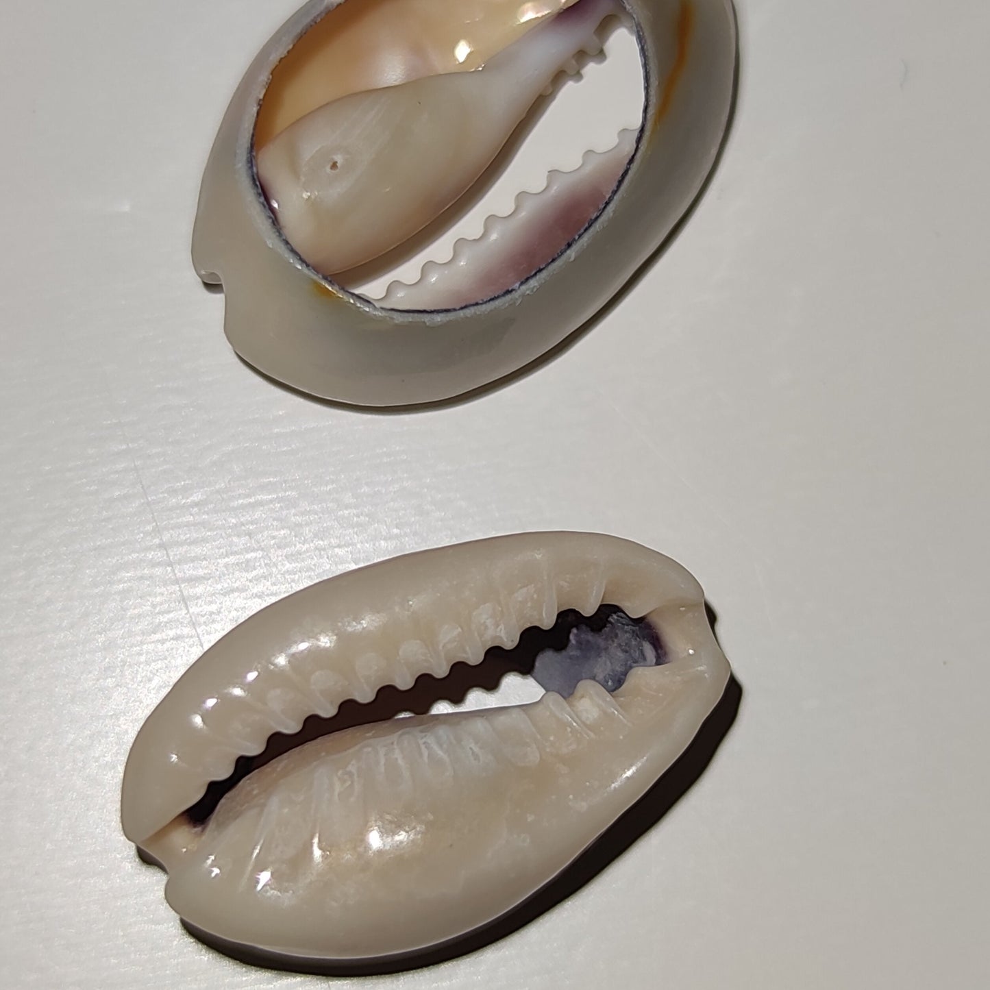 Cauris commande à l'unité - coquillages naturels beige blanc brun-SQ4854282