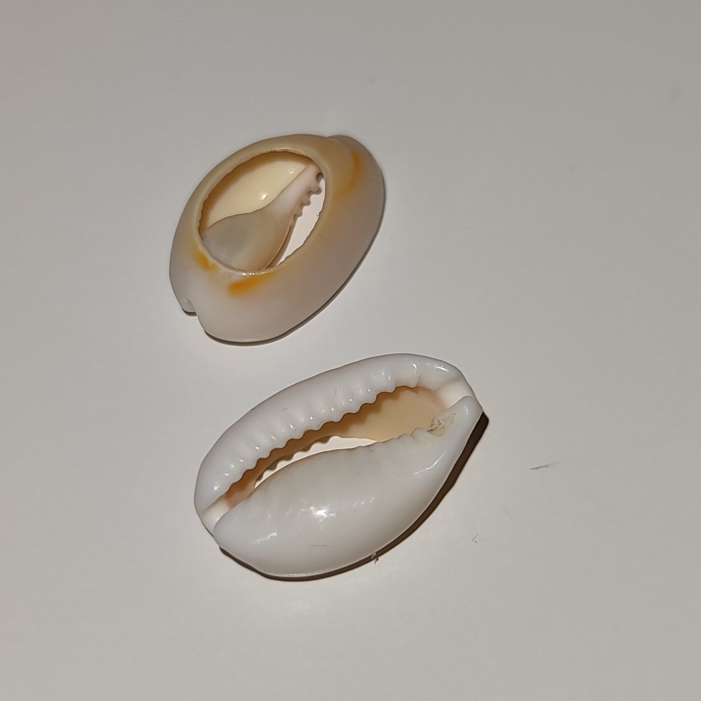 Cauris commande à l'unité - coquillages naturels beige blanc brun-SQ4854282